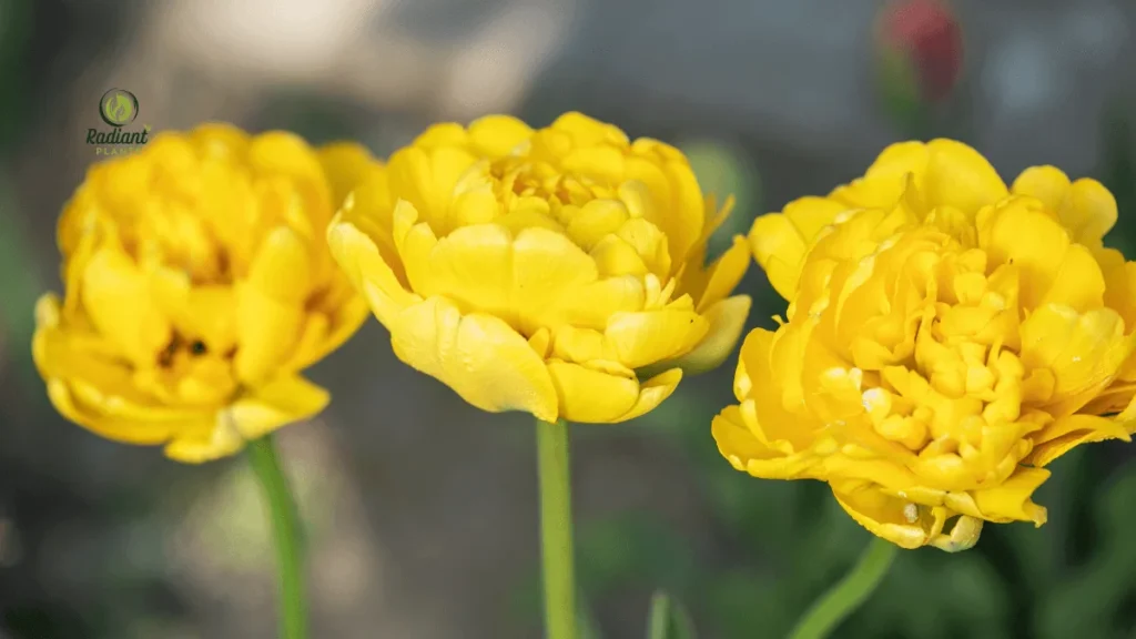 Bartzella Itoh Peony (Yellow Hybrid)