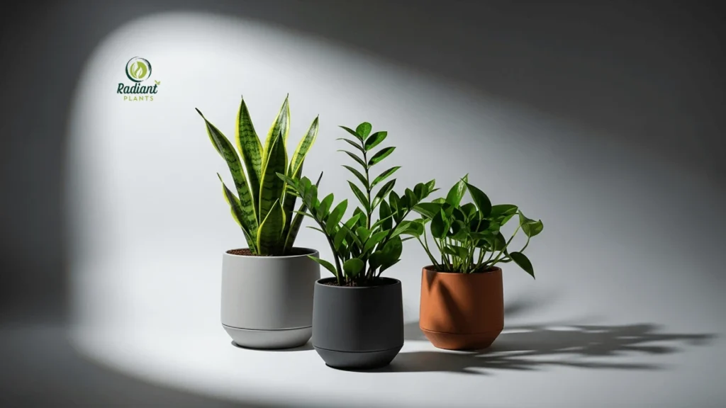 Comparison of the best plants for indoors with little light for beginners.