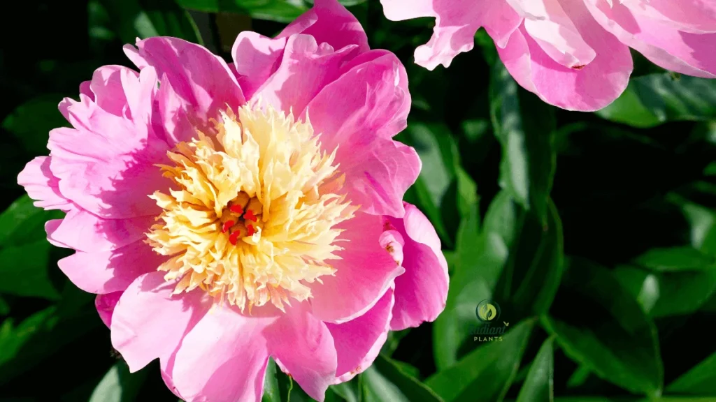 Red Flowering Peony Plants with Lush Petals
