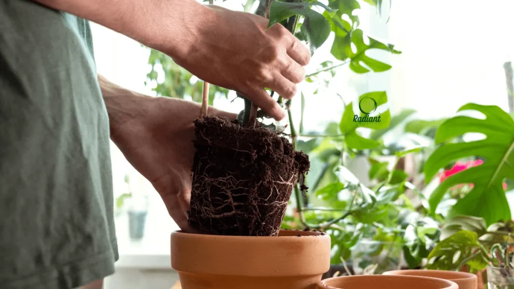 Mini Monstera growing in a hanging planter, perfect for small spaces and trendy indoor plant styling.
