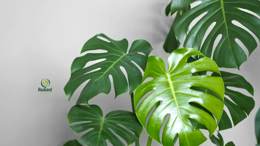 Detailed view of a Monstera leaf with characteristic splits and holes, highlighting results of consistent Monstera plant care.