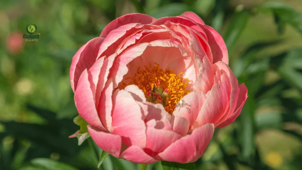 Yellow Flowering Peony Plants in Full Bloom