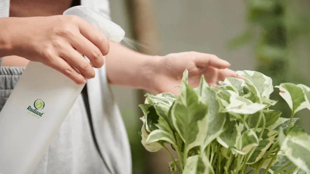 Caring for a pothos is easy with the right steps. Explore watering, soil, and light needs to enjoy lush, vibrant green vines indoors.
