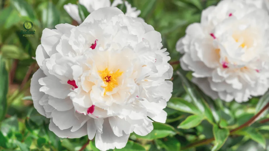 Flowering Peony Plants in Mixed Colors