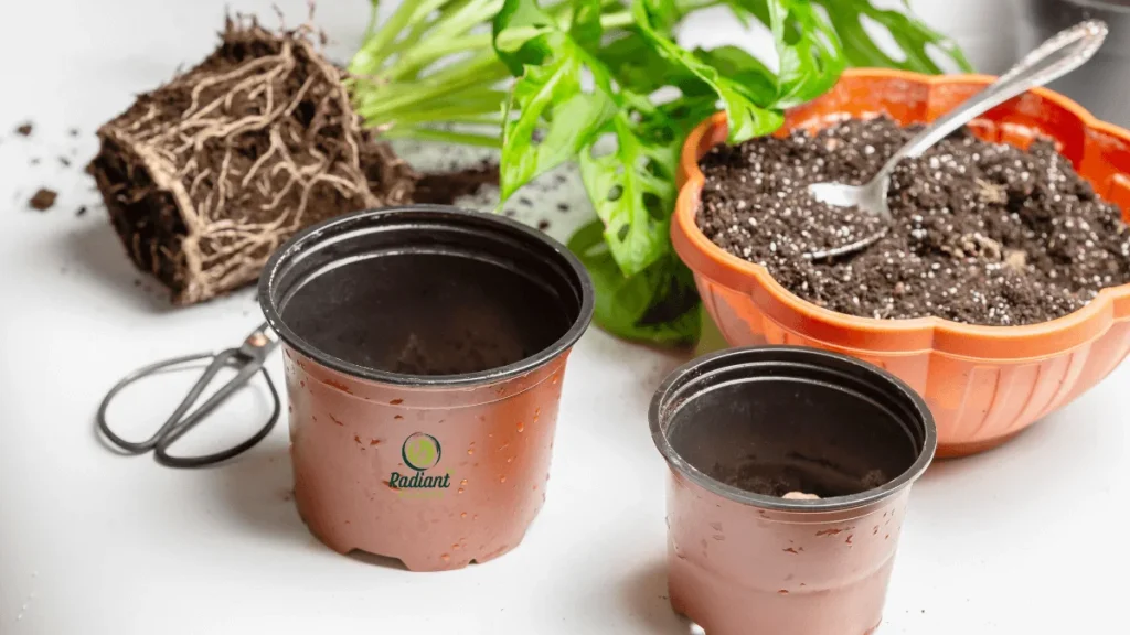 A healthy Monstera cutting placed in a clear jar of water, showing the roots beginning to grow. Perfect guide for water propagation.