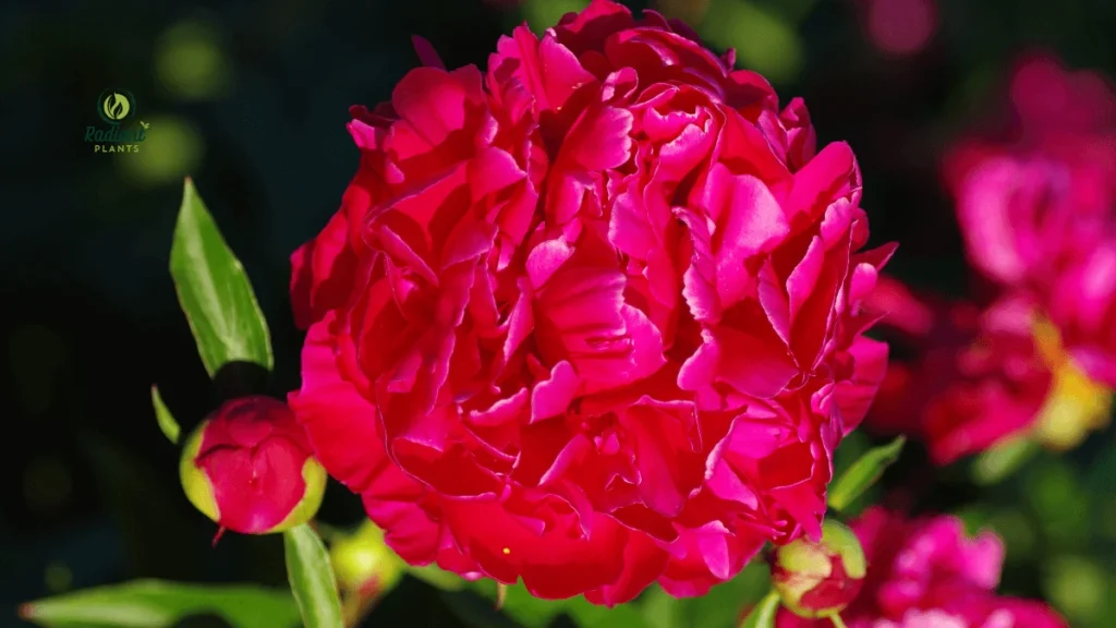 Flowering Peony Plants in a Home Garden