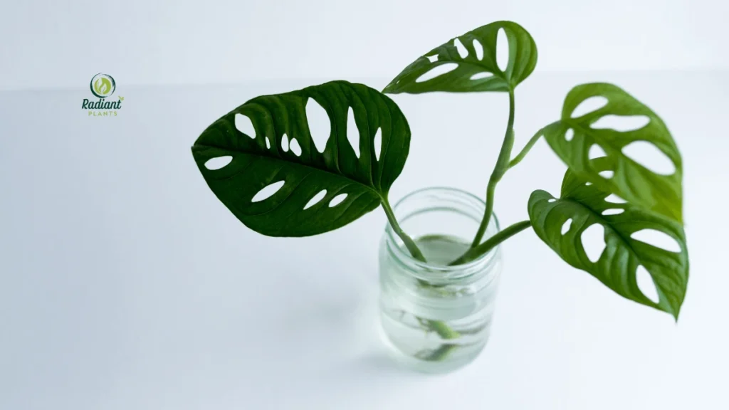 Monstera Varieties Featuring Monstera Adansonii