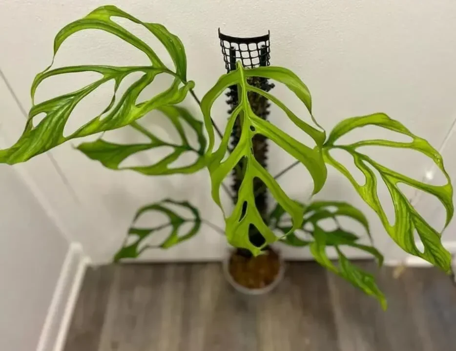 Monstera Varieties Highlighting Monstera Obliqua