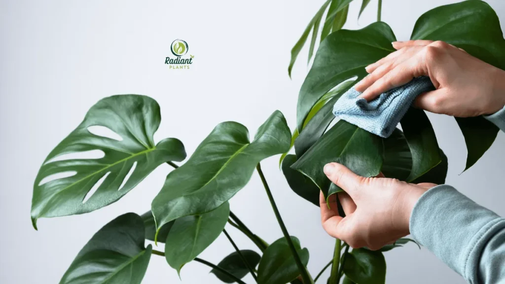 A lush indoor Monstera plant showcasing vibrant green and variegated leaves, demonstrating proper Monstera plant care and growth.