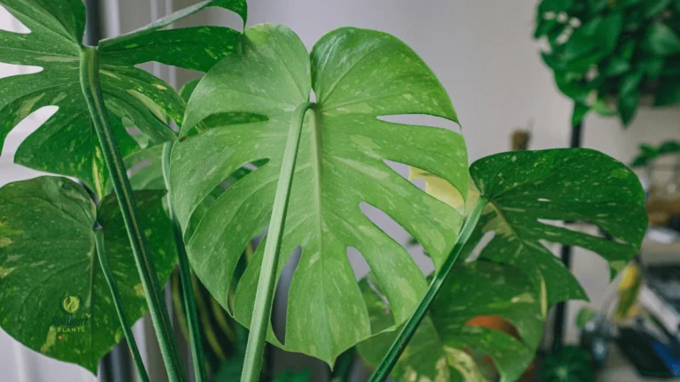 modern indoor jungle scene filled with different Monstera varieties