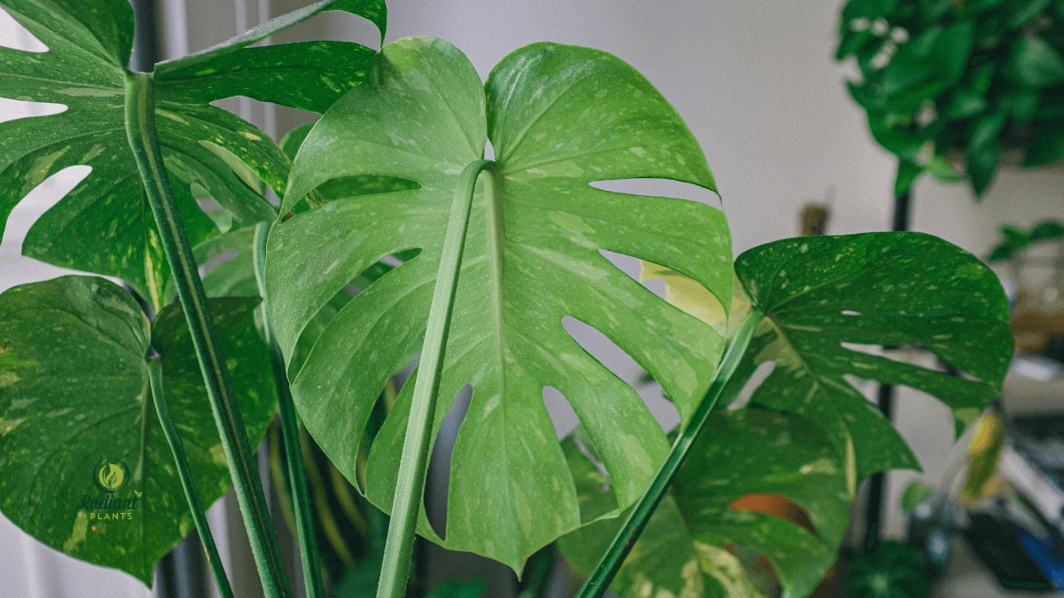 modern indoor jungle scene filled with different Monstera varieties