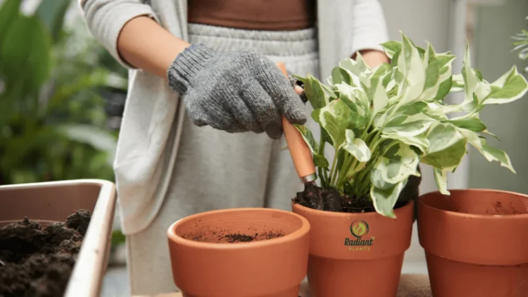 Learn simple pothos plant care tips to keep your indoor vines healthy, from watering and lighting to pruning and repotting. Perfect for beginners.