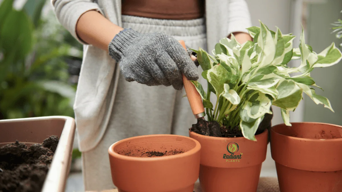 Learn simple pothos plant care tips to keep your indoor vines healthy, from watering and lighting to pruning and repotting. Perfect for beginners.