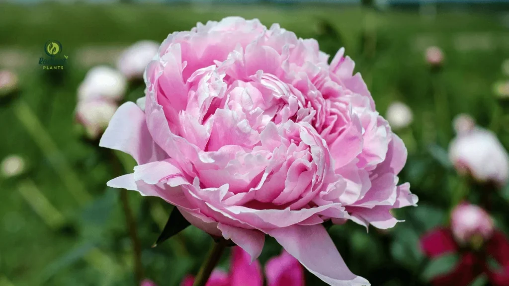: Close-Up of Flowering Peony Plants