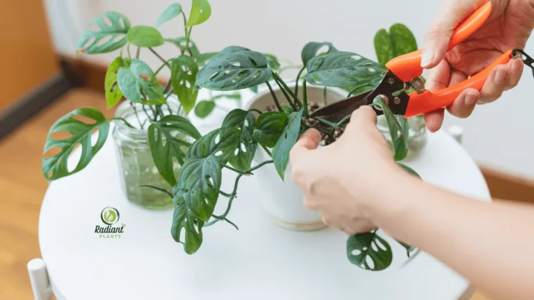 Monstera cutting in a well-draining soil mix, demonstrating the correct planting method for successful propagation.