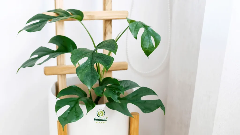 Close-up of Mini Monstera leaves with natural splits and glossy green texture, highlighting the plant’s resemblance to Monstera deliciosa.