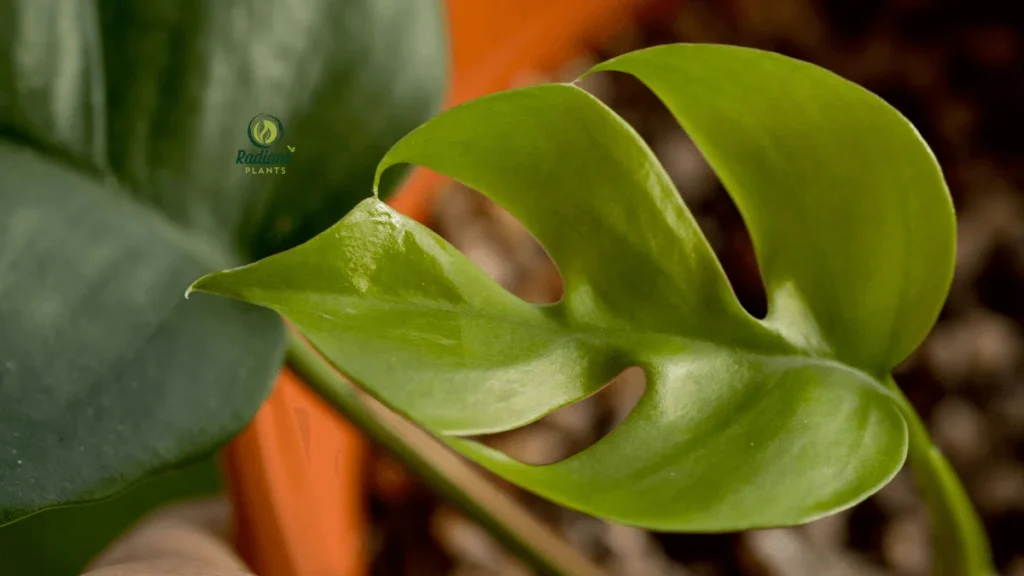 Mini Monstera plant displayed on a wooden shelf, showcasing its climbing growth habit and tropical charm in a minimalist interior.
