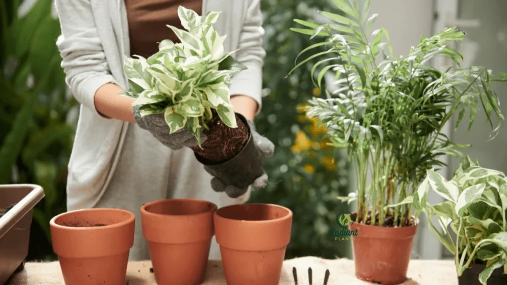 Discover how to care for a pothos plant the right way. Avoid yellow leaves and root rot with these proven plant care tips for thriving pothos.