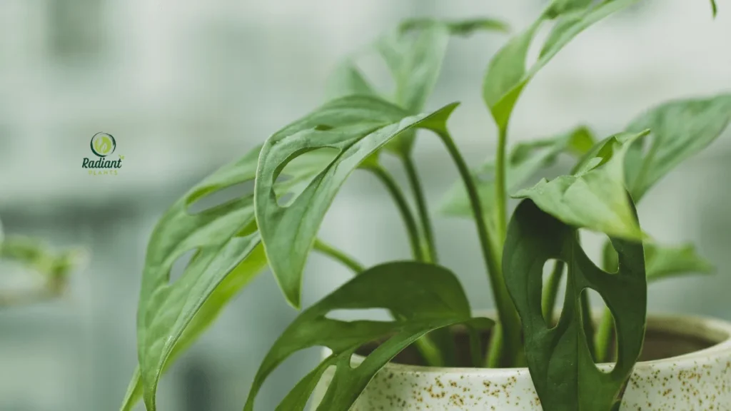 A healthy Mini Monstera with split leaves styled in a ceramic pot, adding modern greenery to a bright living room corner.