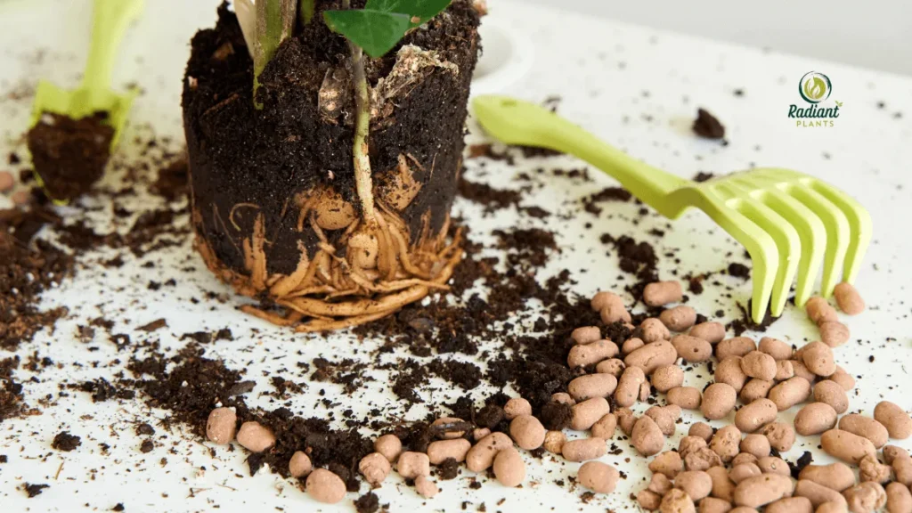 ZZ Plant Care demonstrating correct soil and potting mix