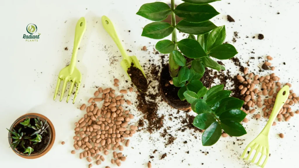 Close-up of ZZ plant leaves highlighting growth and care tips