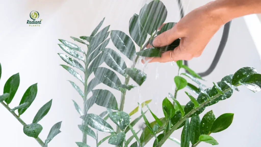 ZZ Plant Care showing proper watering technique for indoor plants