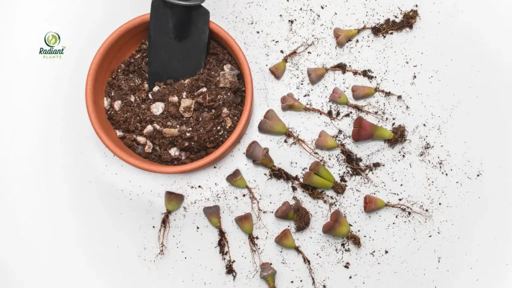 Vibrant Lithops Collection in Sunlight