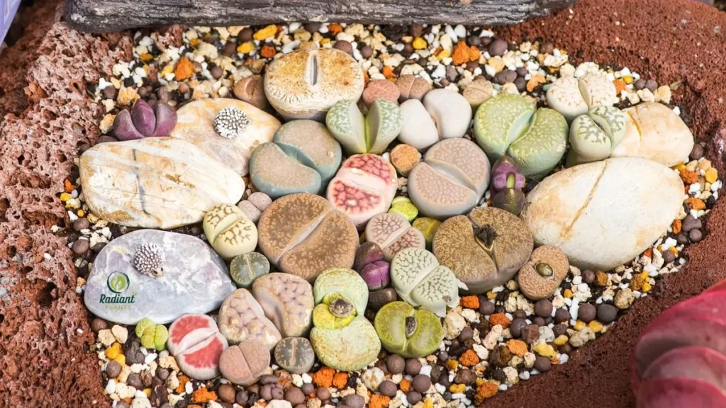 Mini Lithops Garden on Office Desk