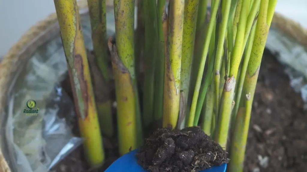 Common Indoor Plant Problems