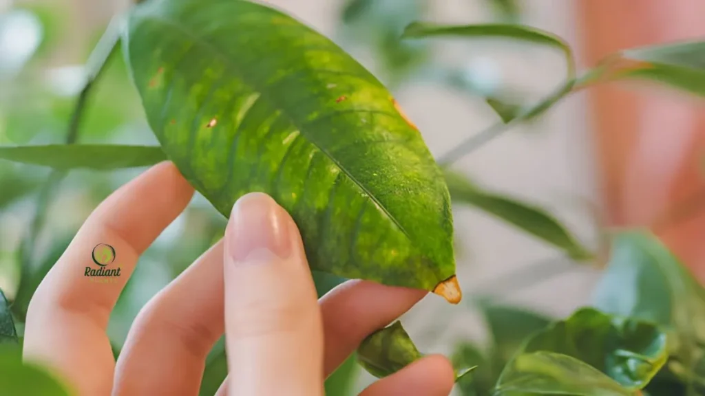 Infographic comparing light and watering needs of the best indoor plants