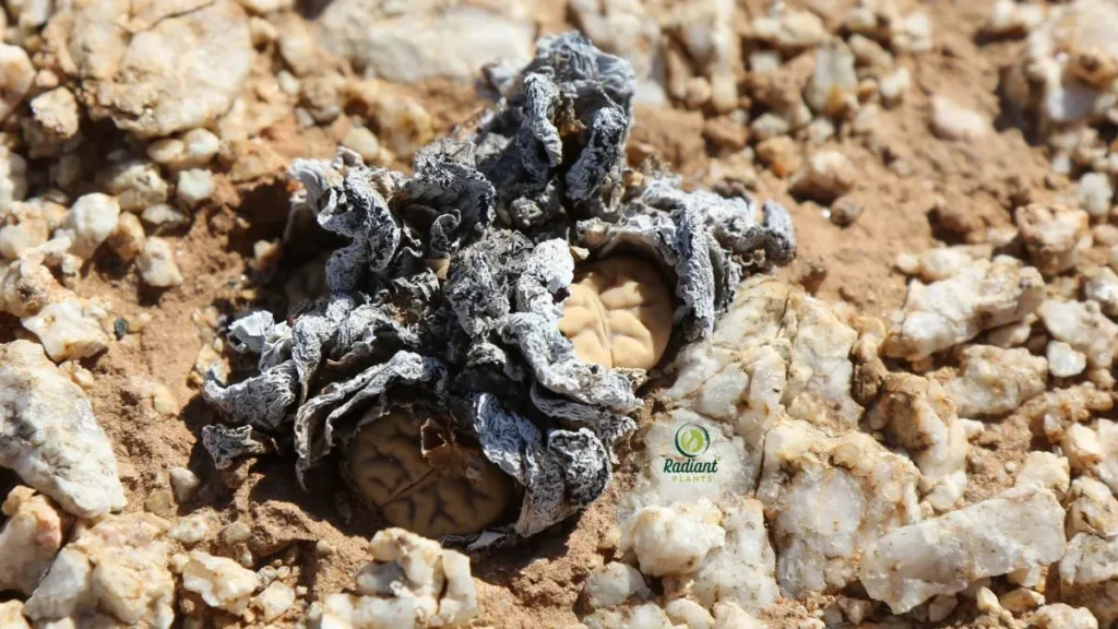 Healthy Lithops After Watering