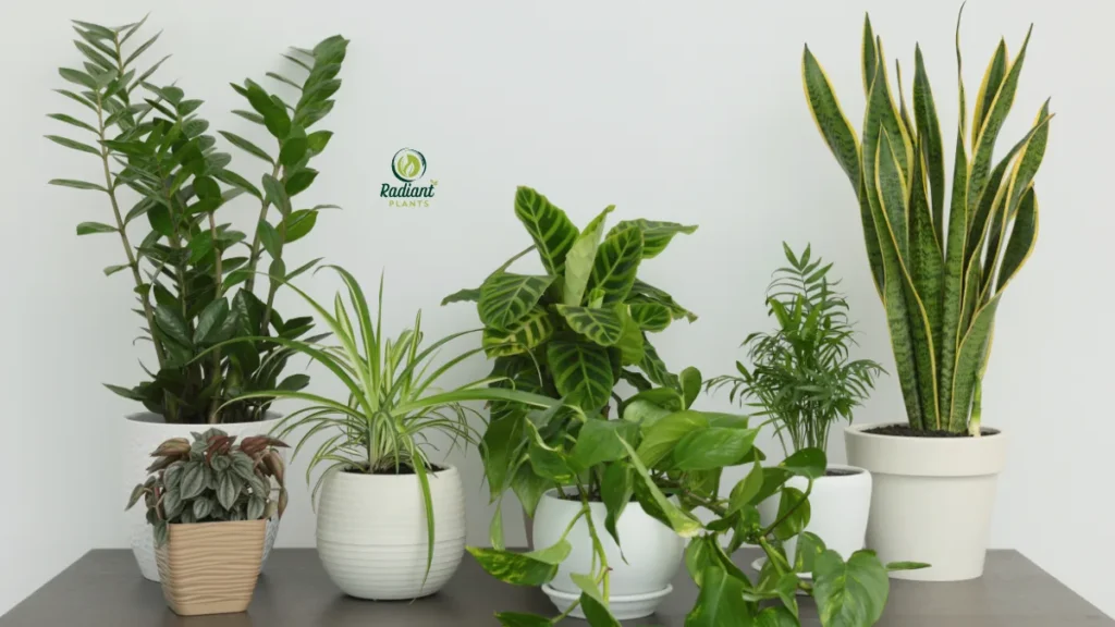 ow Maintenance Indoor Plants for Beginners
