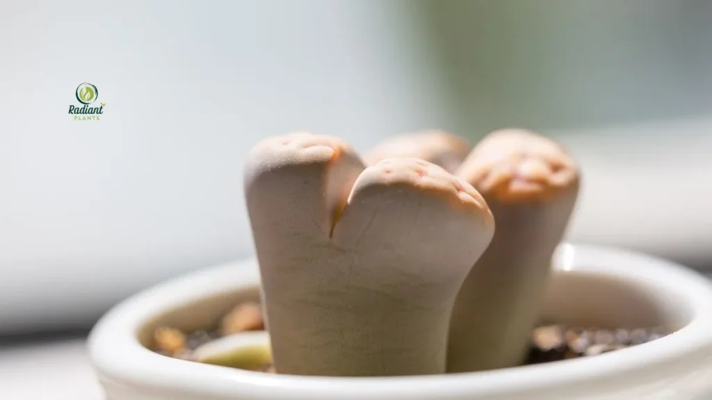 Rare Lithops Varieties Showcase