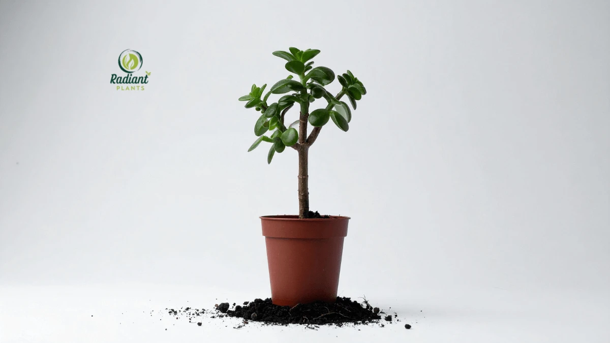 Jade plant in a sunlit window showing healthy green leaves