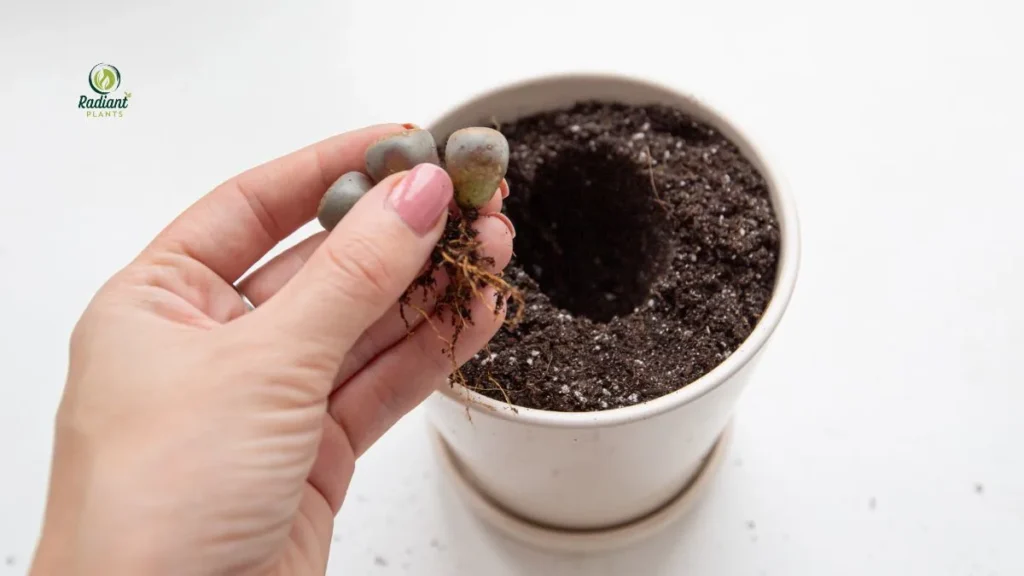 Lithops Blooming in Desert Soil