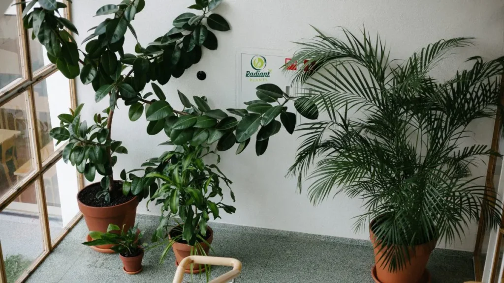 Large Indoor Plants Transforming Home Interiors