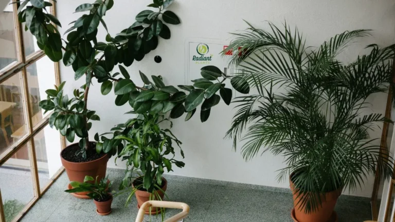 Large Indoor Plants Transforming Home Interiors