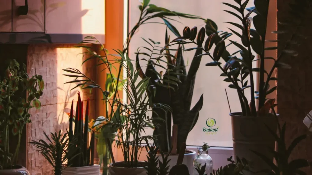 Low Light good Indoor Plants for Beginners