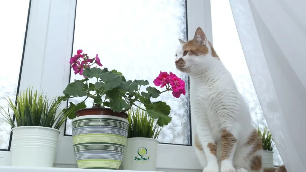 Pet-Friendly Indoor Plants That Brighten Any Room