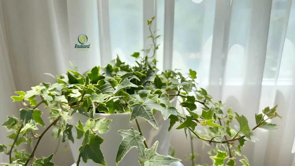 NASA study chart highlighting the best indoor plants for air purification and toxin removal