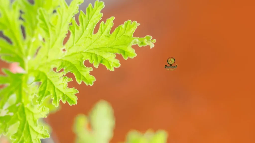 Potted Citronella Herb for Patio