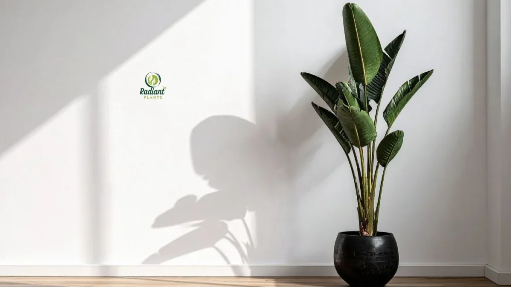 Sleek minimalist interior highlighted by large indoor plants in decorative pots, bringing texture, height, and warmth to the room design.