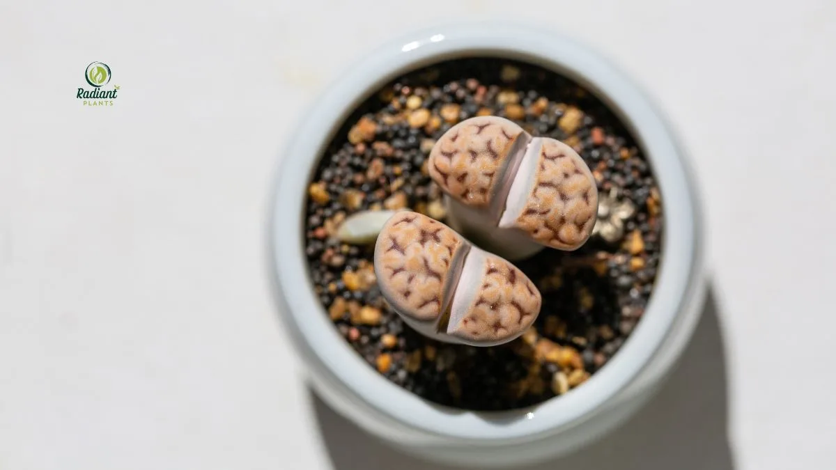 Lithops Terrarium Display