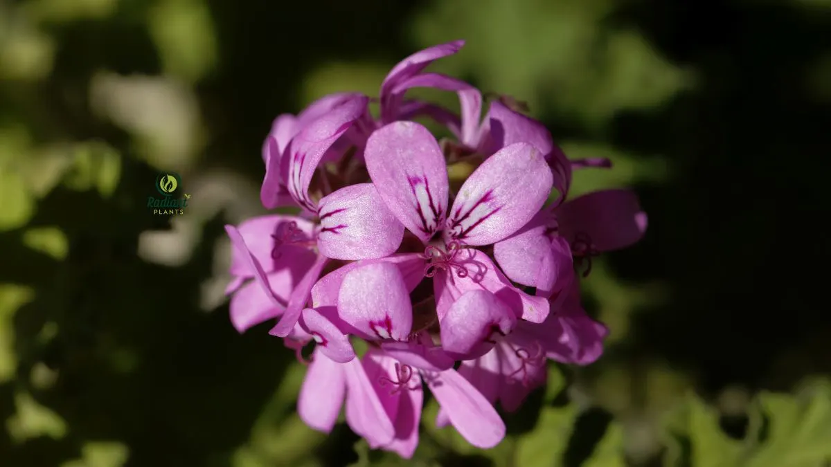 Close-Up of Citronella Leaves