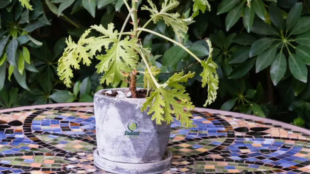 Citronella Plant in Garden Pot