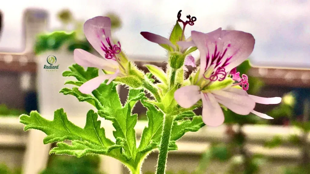 Citronella Plant Outdoors