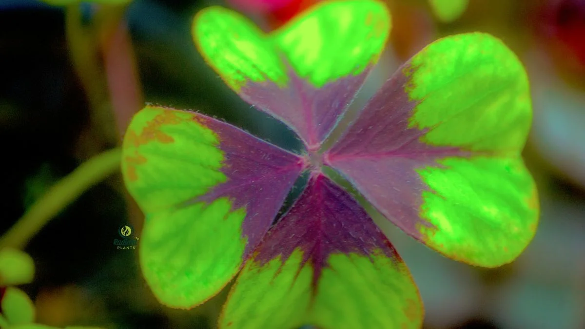 Indoor 4 Leaf Clover Plant Display