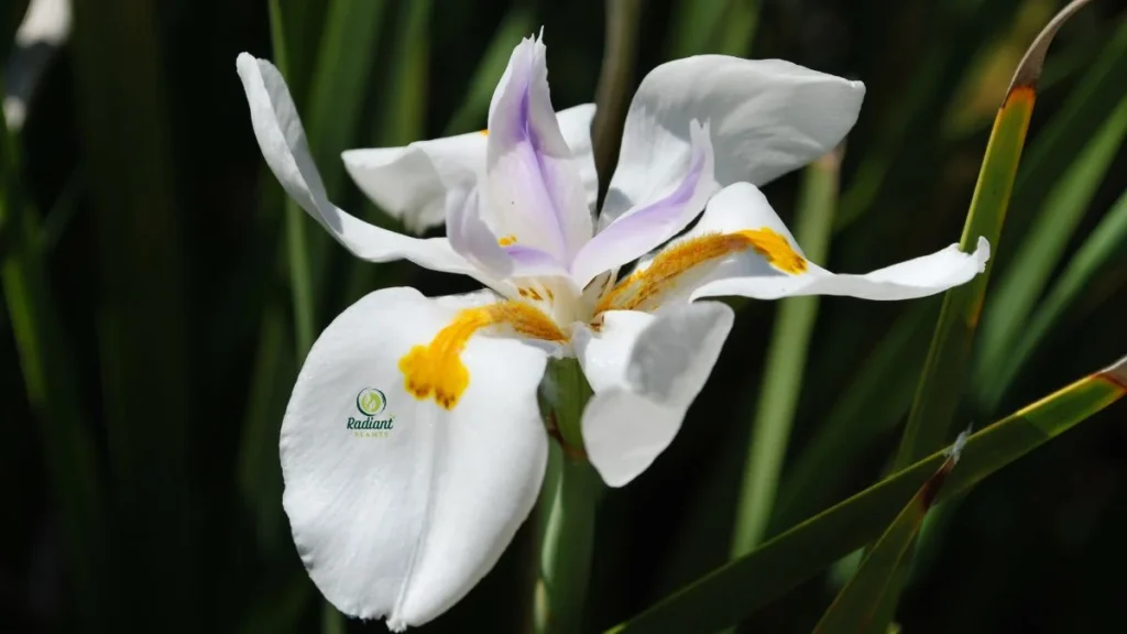 African Iris Plant Sun Garden Styling