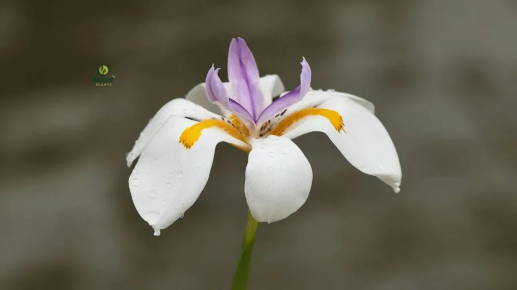 African Iris Plant Thriving in Full Sun