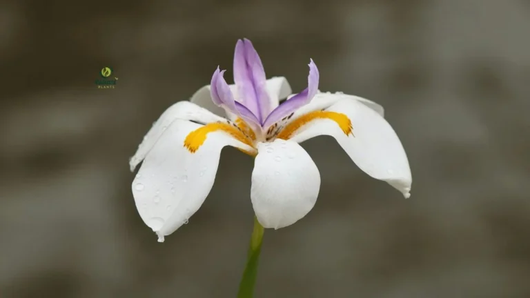 African Iris Plant Thriving in Full Sun